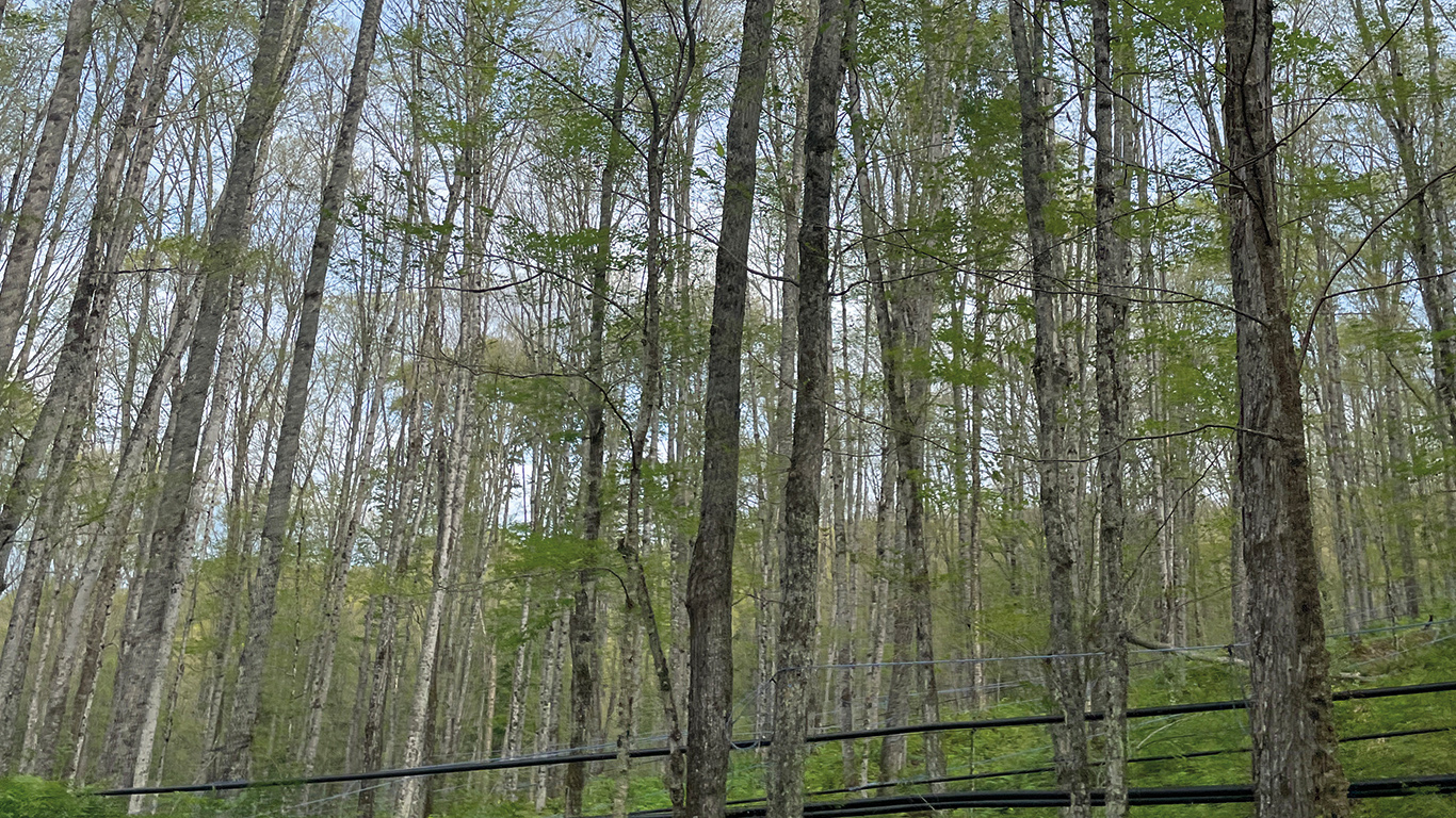 À la mi-juin 2024, le passage de la livrée des forêts, et la défoliation qui en résulte, étaient bien visibles dans cette érablière de Saint-Juste, dans le Témiscouata. Photo : Gracieuseté de Chantale Francoeur