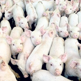 La Régie des marchés agricoles et alimentaires du Québec a penché du côté de l’interprétation des Éleveurs de porcs quant à l’article 2.1 du Règlement sur la production et la mise en marché des porcs, qui accorde au porc de niche un statut distinct. Photo : Archives/TCN