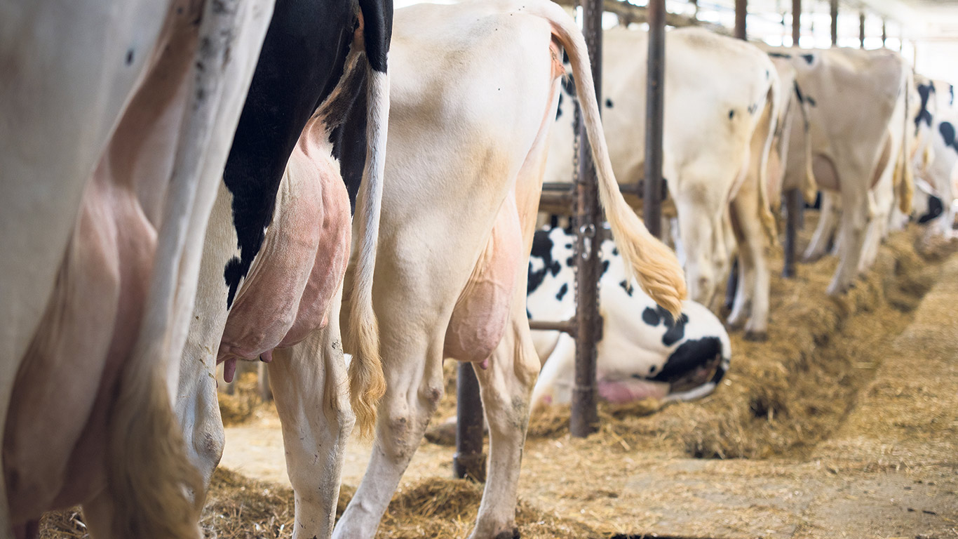 Énergir ne se contente pas de soutenir les producteurs agricoles; elle les accompagne également dans leurs projets de transformation de lisiers et fumiers. Photo : Martin Ménard/Archives TCN