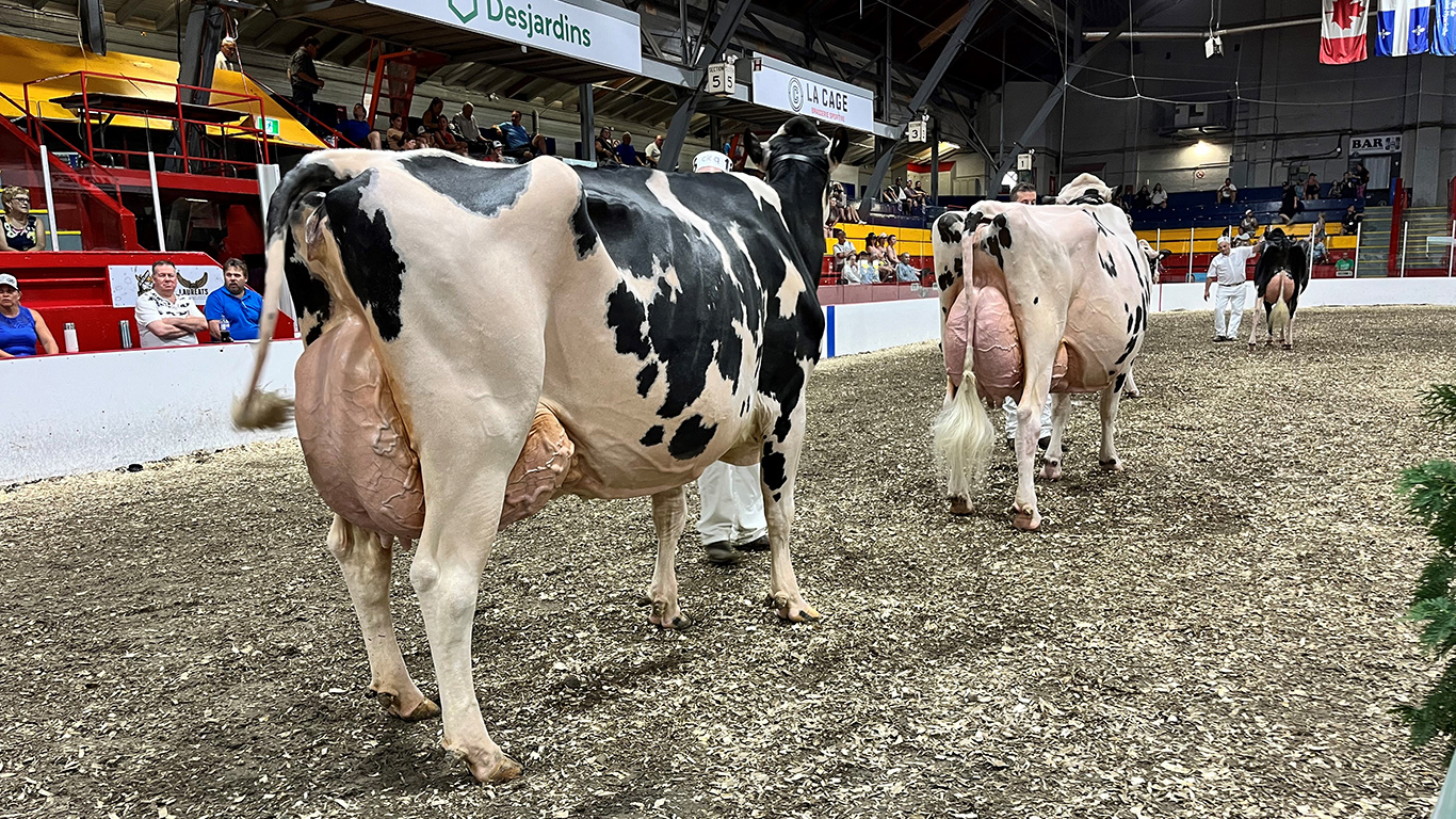 Les 290 éleveurs ont apporté un total de 1 712 animaux à l’Exposition de Saint-Hyacinthe en 2024. En 2023, ce nombre était de 1861 animaux. Photo : Martin Ménard/TCN