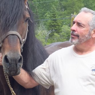 Mario Bélanger élève des chevaux Canadiens depuis trois décennies. Photo : Gracieuseté de Mario Bélanger