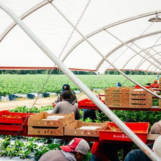 Les travailleurs, en groupes de 54, récoltent les fraises sous un immense abri accroché à une plateforme sur roues, qui est tirée par un tracteur. Photo : Gracieuseté des Entreprises Pitre