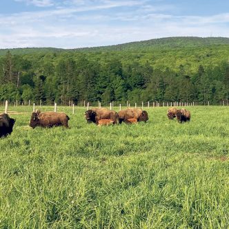 À la ferme Rustik Bison, l’expérience de pâturage intensif s’est avérée riche en découvertes et en apprentissages. Photo : Gracieuseté d’Anouk Caron