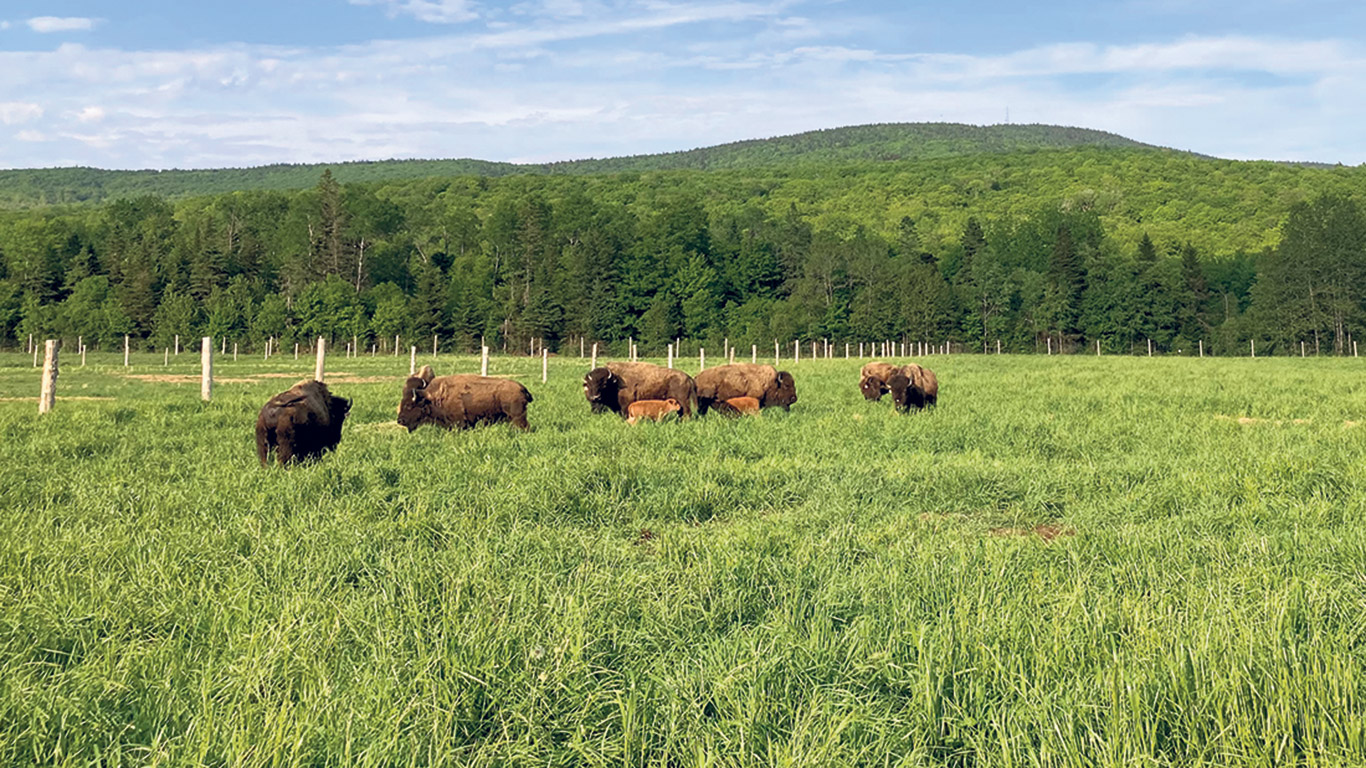 À la ferme Rustik Bison, l’expérience de pâturage intensif s’est avérée riche en découvertes et en apprentissages. Photo : Gracieuseté d’Anouk Caron