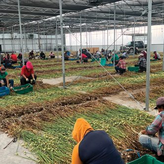 Les serres de la Pépinière Boucher, qui servent déjà à la production de semences d’ail, laisseront place, dès septembre, à la culture d’ail de consommation. Photo : Gracieuseté de la Pépinière Boucher