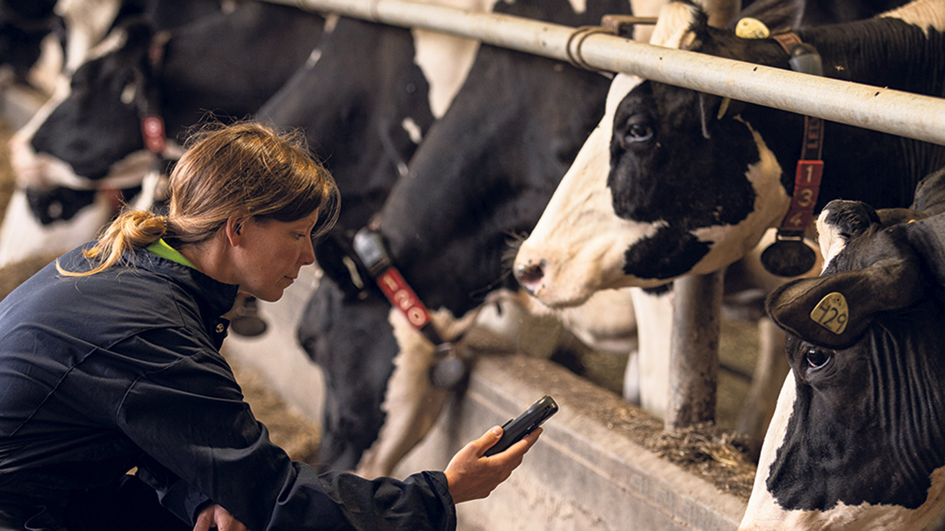 La cheffe de l’agriculture durable chez Agropur, Sophie Neveux, souhaite évaluer les effets de l’utilisation d’un ingrédient à base de lin dans la ration des vaches laitières sur leurs émanations de méthane. Photo : Gracieuseté d’Agropur