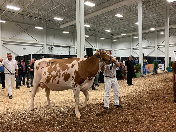 Parmi les vaches Holstein rouge et blanc, c’est Alice, propriété de la ferme Lehoux Holstein, de Saint-Elzéar, dans Chaudière-Appalaches, qui a remporté les grands honneurs.