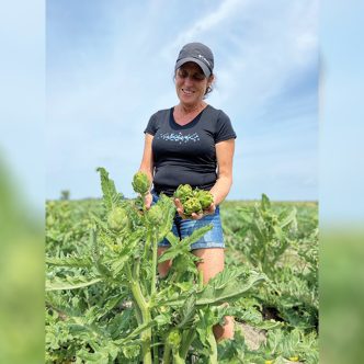 Beaucoup d’artichauts sont encore au champ et devront être récoltés tardivement à la ferme de Josée Roy en raison de la chaleur et de l’excès d’eau qui en ont ralenti la croissance. Photo : Gracieuseté de la Ferme La Fille du Roy