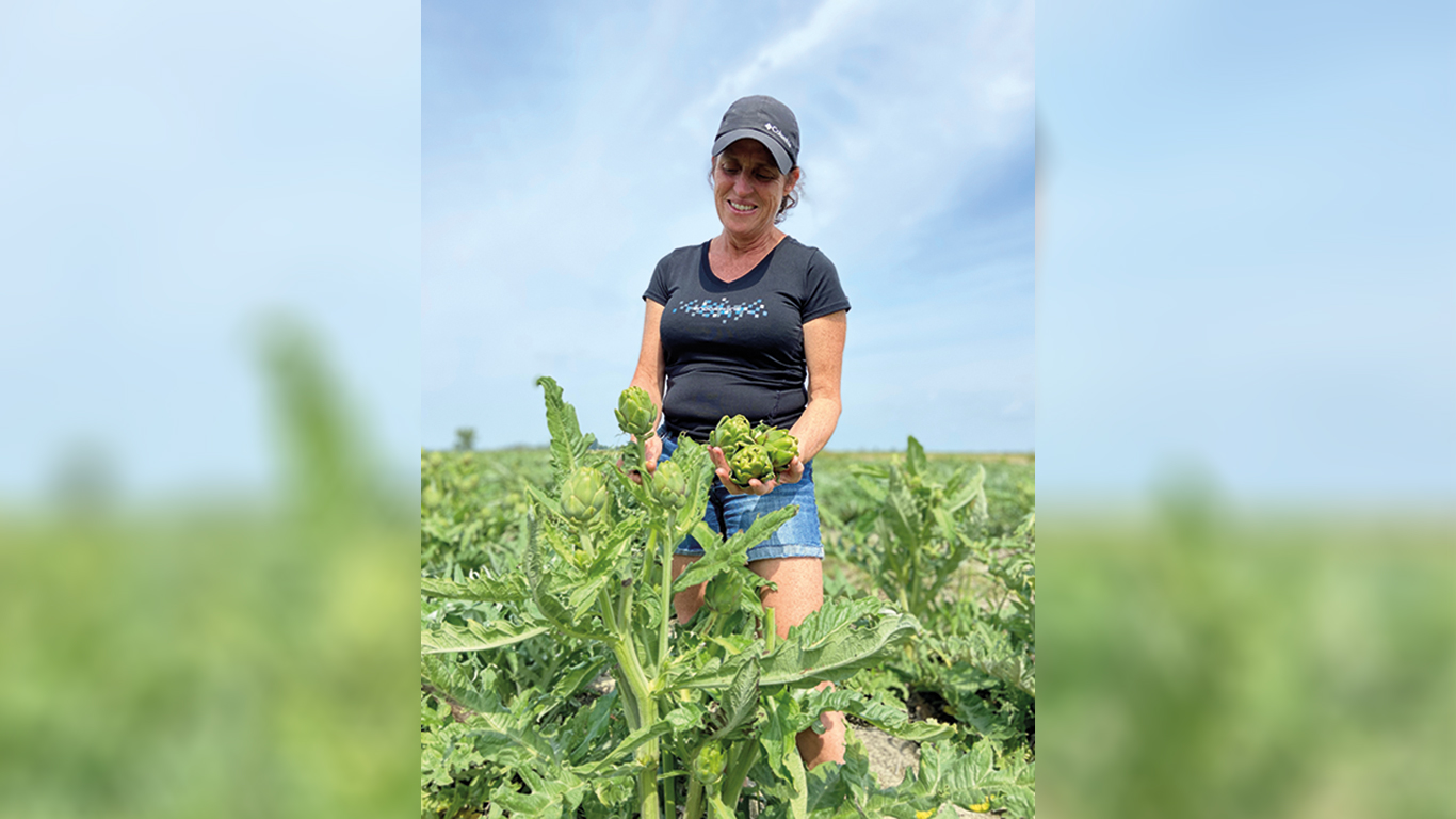 Beaucoup d’artichauts sont encore au champ et devront être récoltés tardivement à la ferme de Josée Roy en raison de la chaleur et de l’excès d’eau qui en ont ralenti la croissance. Photo : Gracieuseté de la Ferme La Fille du Roy