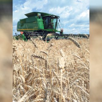 Avec les conditions de cette année, Éric Lapierre constate une fois de plus que le blé d’automne offre beaucoup plus d’avantages que le blé de printemps. Photo : Éric Lapierre