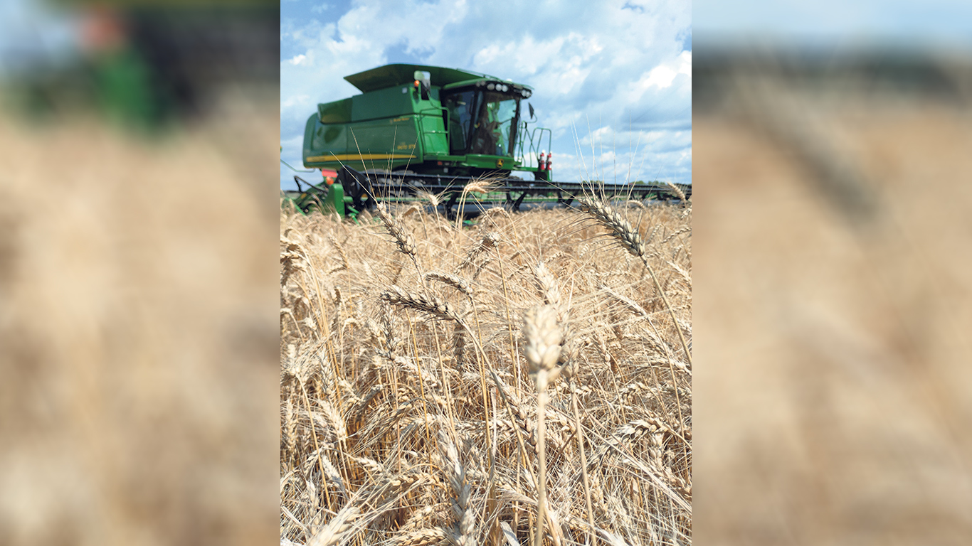 Avec les conditions de cette année, Éric Lapierre constate une fois de plus que le blé d’automne offre beaucoup plus d’avantages que le blé de printemps. Photo : Éric Lapierre