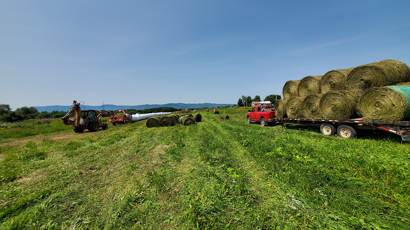 Une quinzaine de producteurs ont pris part à la grande corvée qui a eu lieu du 26 au 28 juillet. Photo : Gracieuseté de la Fédération de l’UPA de la Gaspésie–Les-Iles