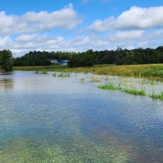 Trois jours après le passage des restes de l’ouragan Debby, des champs de framboises (sur la photo), mais aussi de fraises et de soya sont encore inondés à la Bleuetière Point du jour, si bien qu’on peut y circuler en kayak. Photo : Gracieuseté de la Bleuetière Point du jour