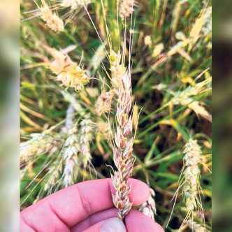 De leur propre avis, les Ménard ne gagneront pas de concours de beauté avec leur blé cette année! Photo : Martin Ménard/TCN