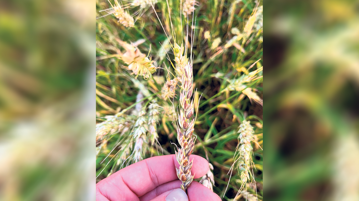 De leur propre avis, les Ménard ne gagneront pas de concours de beauté avec leur blé cette année! Photo : Martin Ménard/TCN