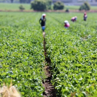 Le nombre de permis dans le cadre du programme a augmenté de 88 % entre 2019 et 2023, bien qu’Ottawa ait récemment indiqué qu’il prévoyait de réduire le nombre de ces travailleurs au Canada. Photo : Shutterstock