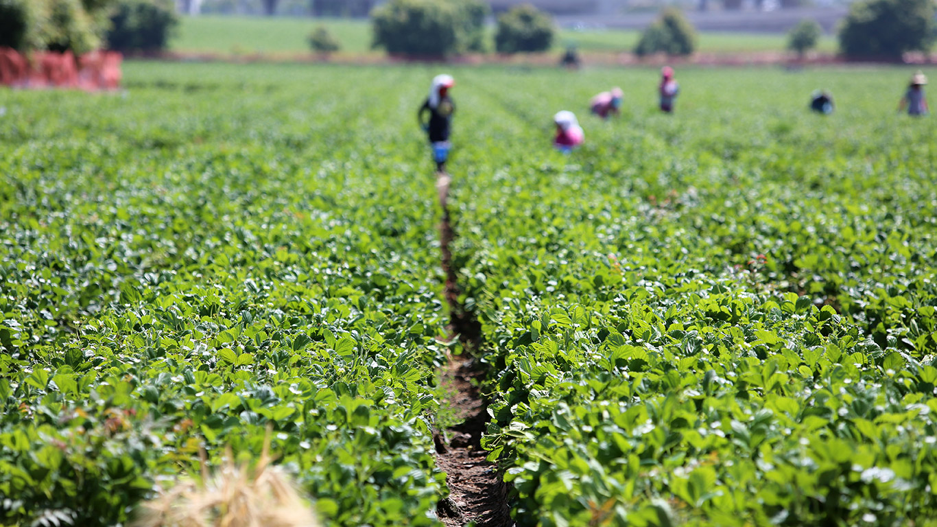 Le nombre de permis dans le cadre du programme a augmenté de 88 % entre 2019 et 2023, bien qu’Ottawa ait récemment indiqué qu’il prévoyait de réduire le nombre de ces travailleurs au Canada. Photo : Shutterstock