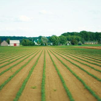 Comme le bon vin, le soya a besoin d’un bon départ pour exprimer toutes ses qualités. Photo : Archives/TCN