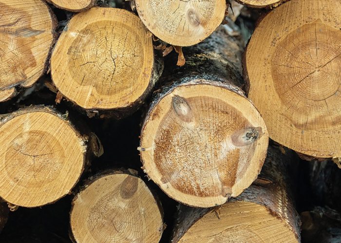 Les syndicats des producteurs forestiers du Sud du Québec et des producteurs de bois de la Côte-du-Sud ont obtenu l’aval de la Régie pour la mise en place d’agences de vente. Photo : Shutterstock