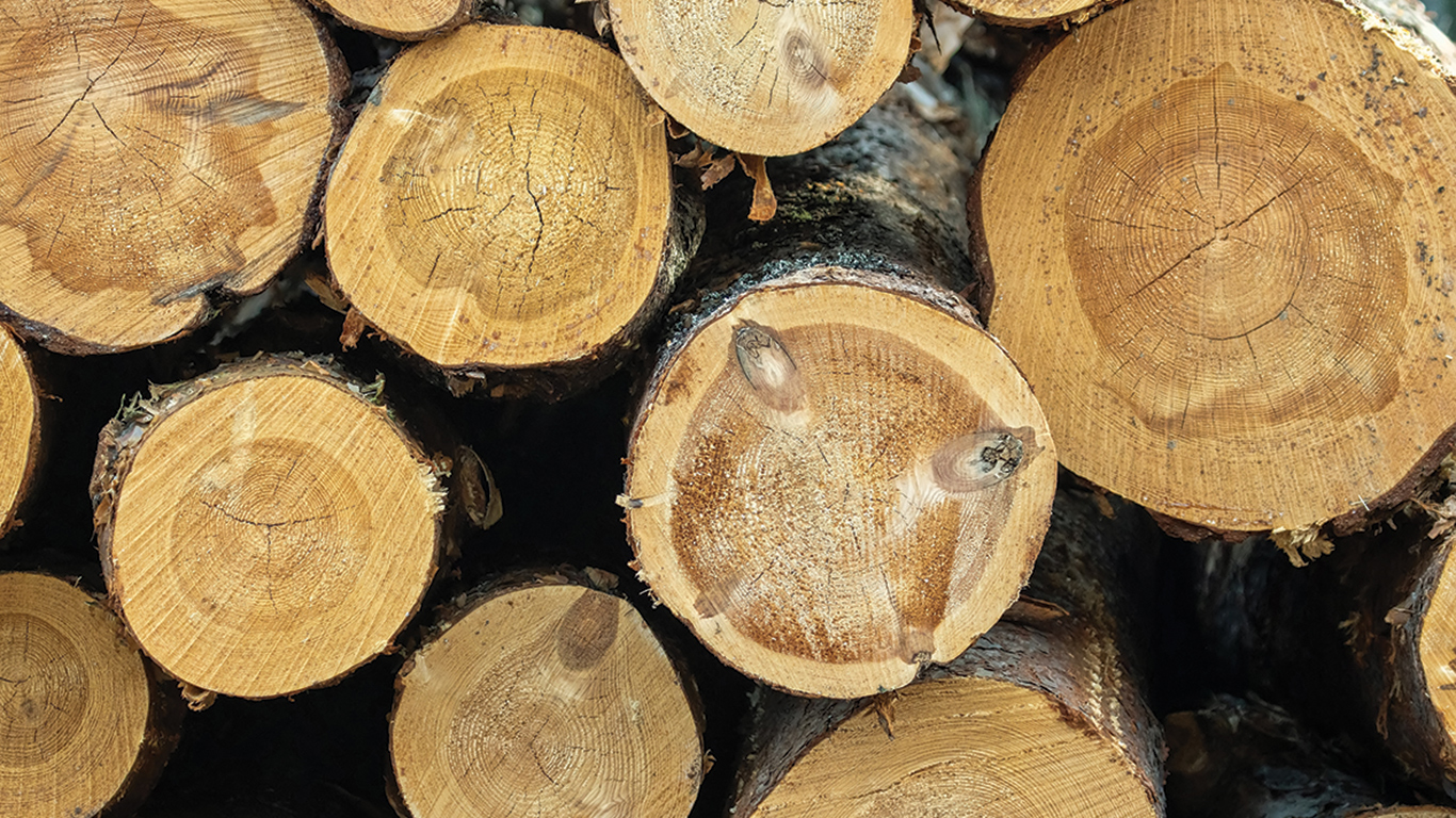 Les syndicats des producteurs forestiers du Sud du Québec et des producteurs de bois de la Côte-du-Sud ont obtenu l’aval de la Régie pour la mise en place d’agences de vente. Photo : Shutterstock