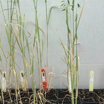 Exemple d’une population de folle avoine résistante (gauche) et sensible (droite) à un herbicide du groupe 1. Les plantules ont été testées à 0X (étiquette blanche), 1X (étiquette jaune) et 2X (étiquette rouge) la dose d’herbicide recommandée. Photo : Sandra Flores-Mejia (CÉROM)