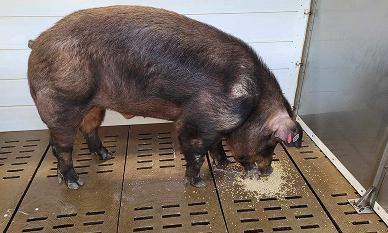 Une température ambiante maintenue autour de 17 °C au Centre d’insémination porcine du Québec a permis de rehausser considérablement la productivité des verrats. Photo : Gracieuseté du CIPQ