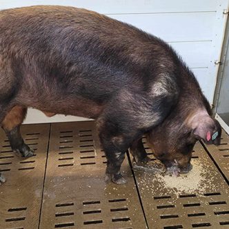 Une température ambiante maintenue autour de 17 °C au Centre d’insémination porcine du Québec a permis de rehausser considérablement la productivité des verrats. Photo : Gracieuseté du CIPQ