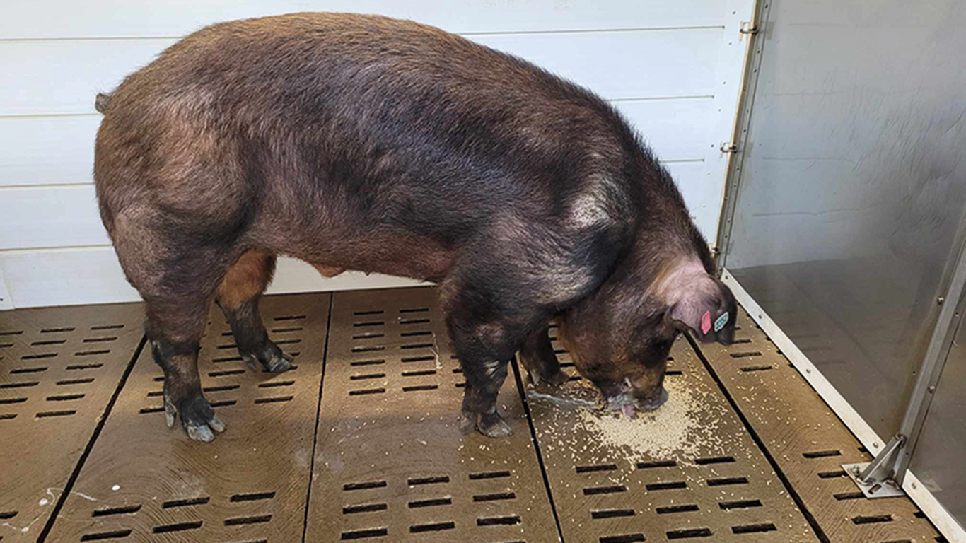 Une température ambiante maintenue autour de 17 °C au Centre d’insémination porcine du Québec a permis de rehausser considérablement la productivité des verrats. Photo : Gracieuseté du CIPQ