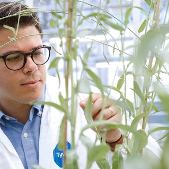 Edel Pérez-Lopez, professeur et chercheur à l’Université Laval, tente de trouver différentes méthodes pour éliminer la cicadelle, dont celle de modifier la composition du microbiome de l’insecte. Photo : Joseph Moisan-De Serres/MAPAQ