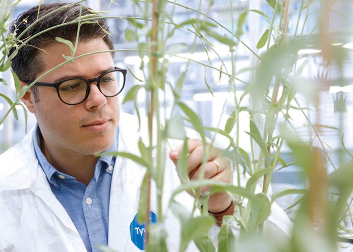 Edel Pérez-Lopez, professeur et chercheur à l’Université Laval, tente de trouver différentes méthodes pour éliminer la cicadelle, dont celle de modifier la composition du microbiome de l’insecte. Photo : Joseph Moisan-De Serres/MAPAQ