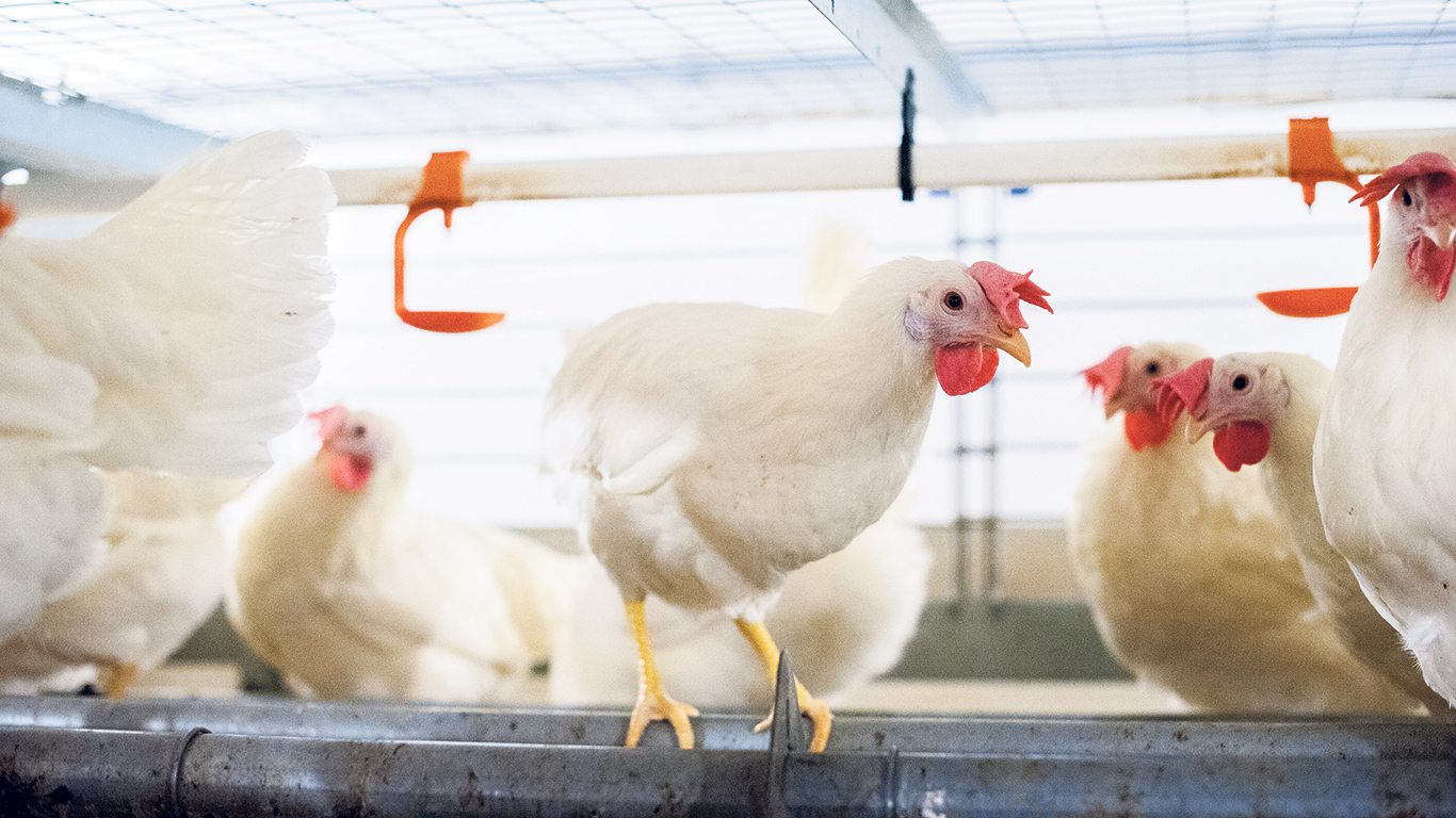 Les logements conventionnels sont remplacés par des habitats qui permettent aux poules d’exprimer plus aisément leurs habitudes naturelles comme celles de se percher, de gratter le sol et d’étendre leurs ailes.