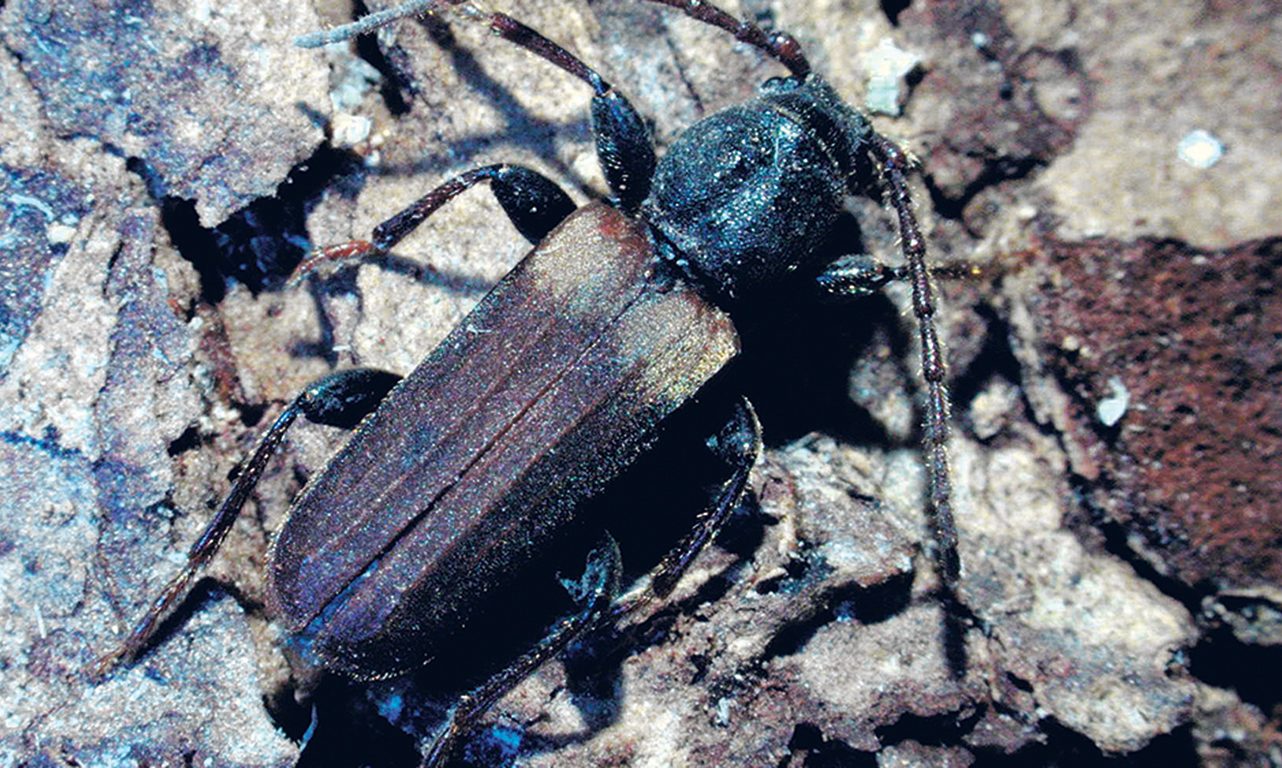 Le longicorne brun de l’épinette a été détecté pour la première fois au Québec à la mi-juillet. Photo : Jon Sweeney/Ressources naturelles Canada, Service canadien des forêts