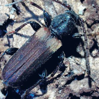 Le longicorne brun de l’épinette a été détecté pour la première fois au Québec à la mi-juillet. Photo : Jon Sweeney/Ressources naturelles Canada, Service canadien des forêts