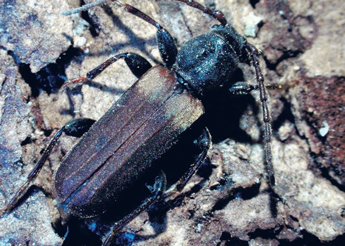 Le longicorne brun de l’épinette a été détecté pour la première fois au Québec à la mi-juillet. Photo : Jon Sweeney/Ressources naturelles Canada, Service canadien des forêts