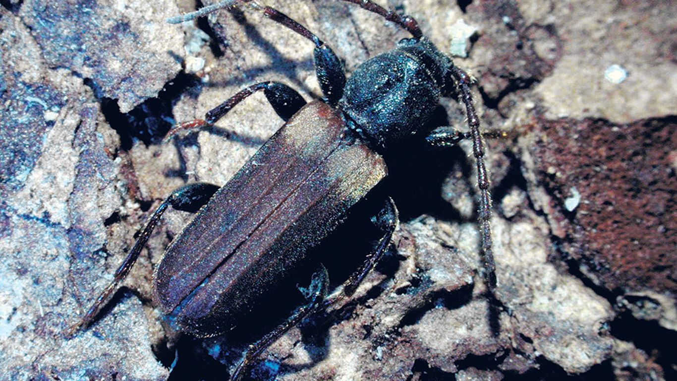 Le longicorne brun de l’épinette a été détecté pour la première fois au Québec à la mi-juillet. Photo : Jon Sweeney/Ressources naturelles Canada, Service canadien des forêts