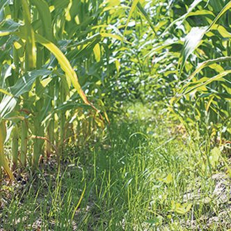 Pour aider le maïs à fournir de beaux épis, on peut planter du ray-grass entre les rangs. Photo : Archives/TCN