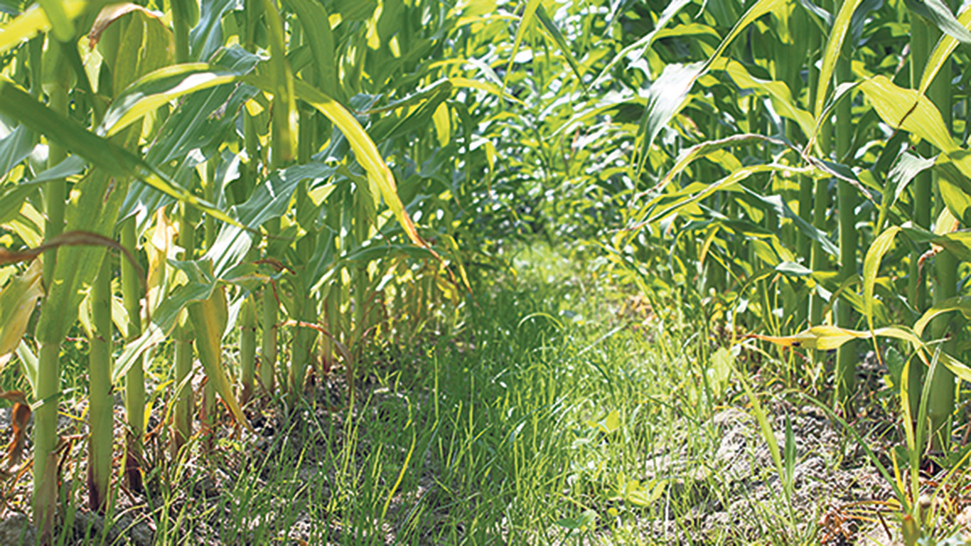 Pour aider le maïs à fournir de beaux épis, on peut planter du ray-grass entre les rangs. Photo : Archives/TCN