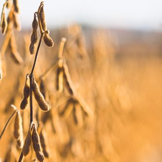 « Si nous ne l’avons pas, nous perdrons des ventes. Des acheteurs ont dit qu’ils vont privilégier, dans les prochaines années, les fournisseurs de soya d’alimentation humaine qui vont avoir la certification », assure Alexandre Beaudoin, de Prograin. Photo : Martin Ménard/Archives TCN