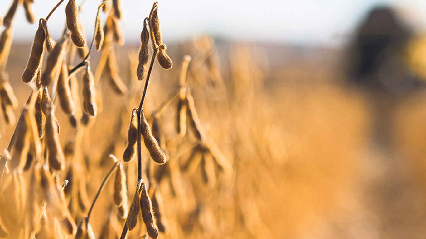 « Si nous ne l’avons pas, nous perdrons des ventes. Des acheteurs ont dit qu’ils vont privilégier, dans les prochaines années, les fournisseurs de soya d’alimentation humaine qui vont avoir la certification », assure Alexandre Beaudoin, de Prograin. Photo : Martin Ménard/Archives TCN