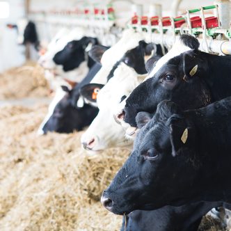 Le fonds québécois Inlandsis veut financer plusieurs projets de 3 à 15 M$, qui permettront de diminuer les émissions de GES dans les fermes et entreprises forestières québécoises. Photo : Archives TCN