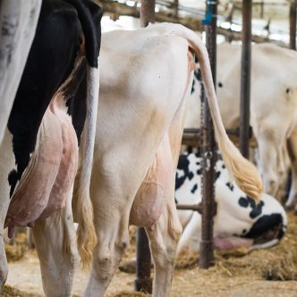 En plus de journées additionnelles déjà consenties à l’automne, les offices de mise en marché des provinces de l’est (P5) ont émis 1 % de quota à tous les producteurs, au 1er septembre, en réponse à une forte demande pour le lait de consommation et la crème. Photo : Martin Ménard/Archives TCN