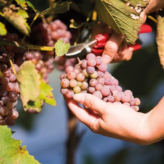 La tentative de regroupement des producteurs de raisins de table réalisée en 2020-2021 a échoué, mais de structurer la production apparaît toujours essentiel aux yeux de plusieurs intervenants. Photo : Martin Ménard/Archives TCN