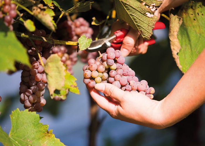 La tentative de regroupement des producteurs de raisins de table réalisée en 2020-2021 a échoué, mais de structurer la production apparaît toujours essentiel aux yeux de plusieurs intervenants. Photo : Martin Ménard/Archives TCN