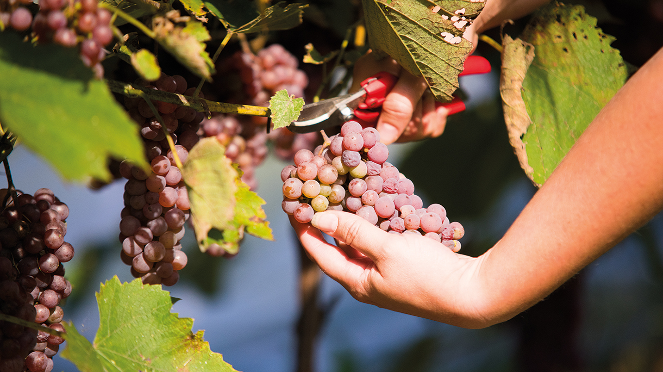 La tentative de regroupement des producteurs de raisins de table réalisée en 2020-2021 a échoué, mais de structurer la production apparaît toujours essentiel aux yeux de plusieurs intervenants. Photo : Martin Ménard/Archives TCN