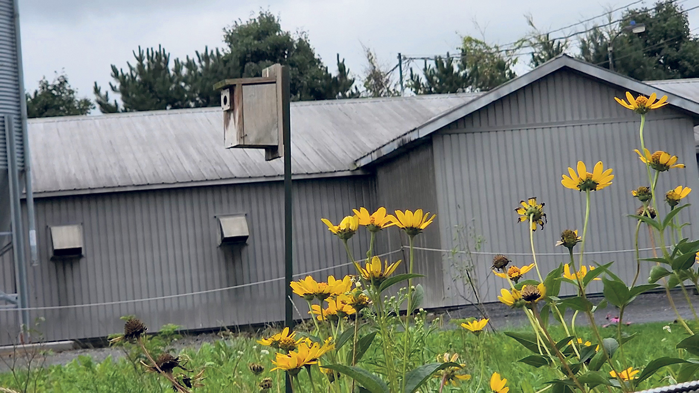 Les îlots fleuris entourant la porcherie sont composés de fleurs indigènes, d’arbustes et de conifères qui gagneront progressivement en taille et en volume. Des nichoirs ont également été installés pour accueillir les hirondelles.