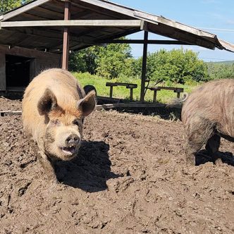 Le cochon de race Idaho Pasture Pig est issu d’un croisement entre trois races que l’éleveur Nicolas Gaudette décrit ainsi : « La Kune Kune, une race de la Nouvelle-Zélande de petite taille avec un nez écrasé; la Berkshire, qui a de belles qualités maternelles; et la Duroc, qui a un bon gabarit et une croissance rapide ». Photos : Patricia Blackburn/TCN