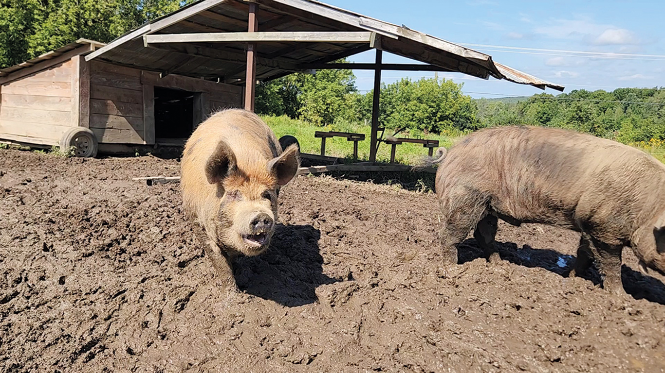 Le cochon de race Idaho Pasture Pig est issu d’un croisement entre trois races que l’éleveur Nicolas Gaudette décrit ainsi : « La Kune Kune, une race de la Nouvelle-Zélande de petite taille avec un nez écrasé; la Berkshire, qui a de belles qualités maternelles; et la Duroc, qui a un bon gabarit et une croissance rapide ». Photos : Patricia Blackburn/TCN