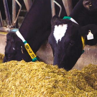 Il a été démontré que l’ajout de la paille de panic érigé dans la RTM des vaches permettait de réduire les risques de mastite et d’éviter les surpoids des animaux. Photo : Snizhana Olishevska