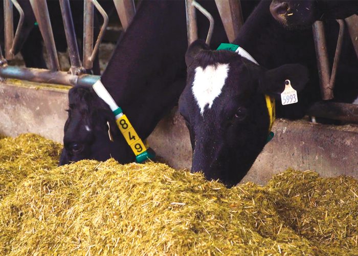 Il a été démontré que l’ajout de la paille de panic érigé dans la RTM des vaches permettait de réduire les risques de mastite et d’éviter les surpoids des animaux. Photo : Snizhana Olishevska