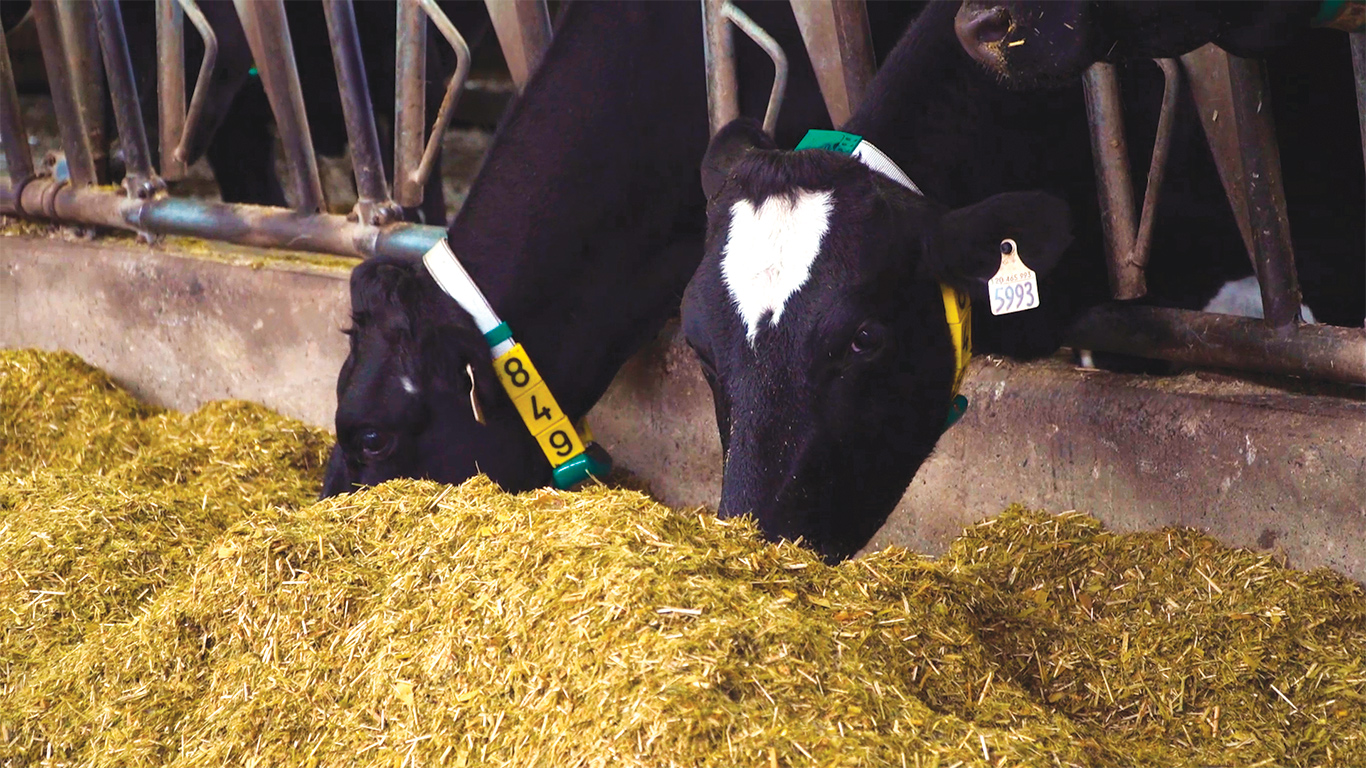 Il a été démontré que l’ajout de la paille de panic érigé dans la RTM des vaches permettait de réduire les risques de mastite et d’éviter les surpoids des animaux. Photo : Snizhana Olishevska